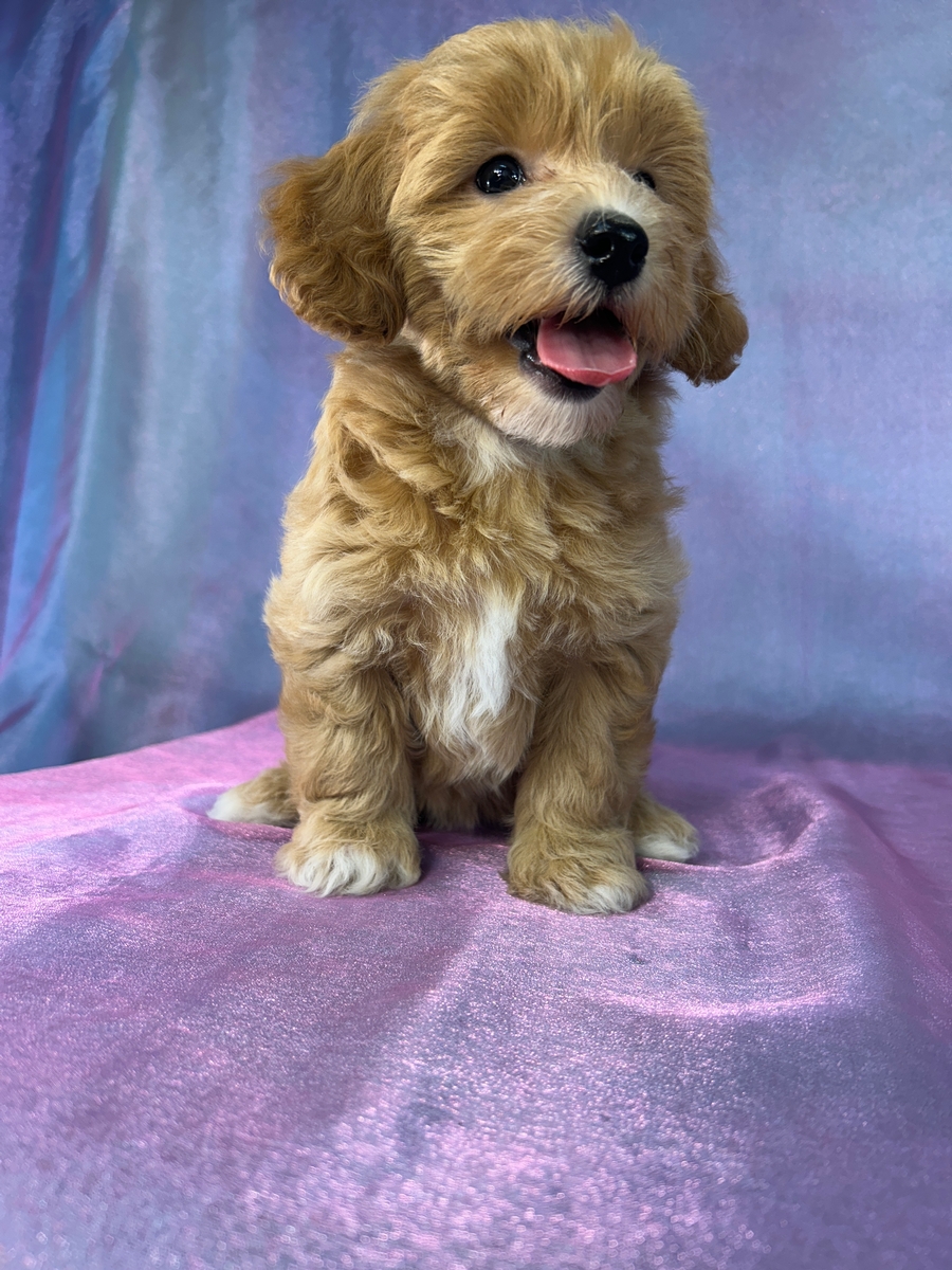 Female Bichon Poodle Puppy for Sale DOB 6-25-2026 $950